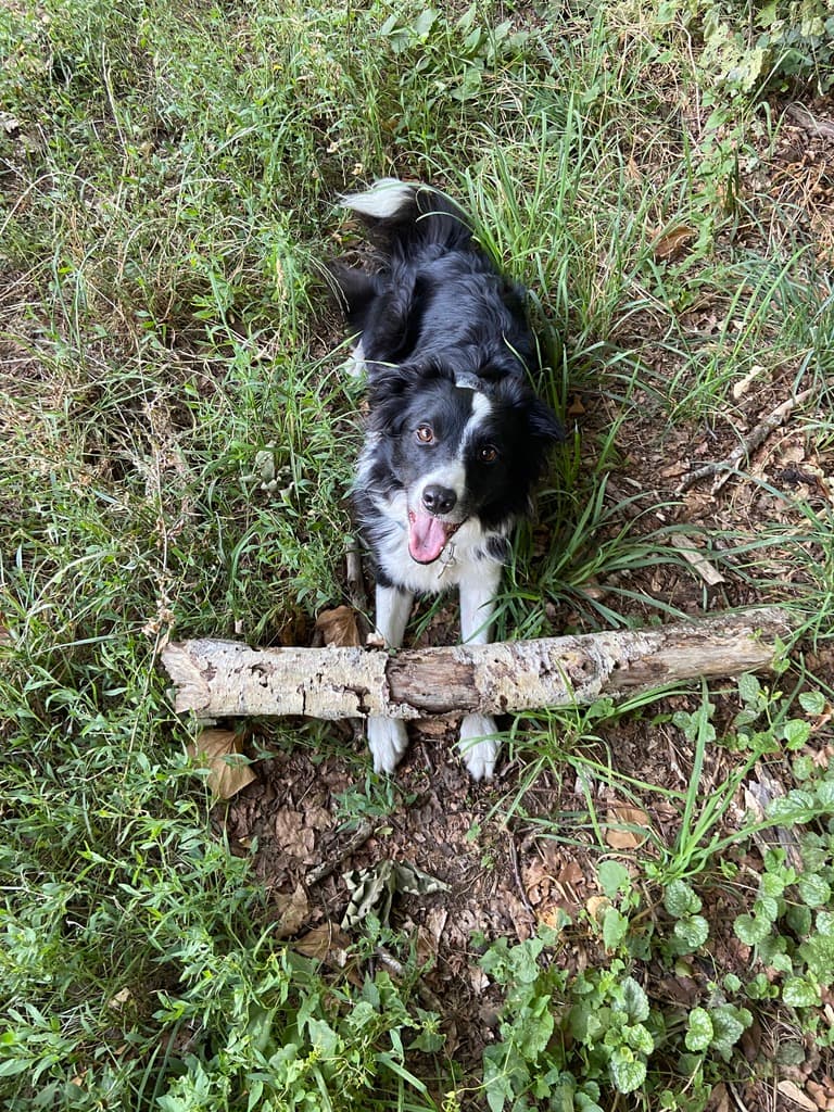 Freya, de zwart-witte bordercollie, in het bos
