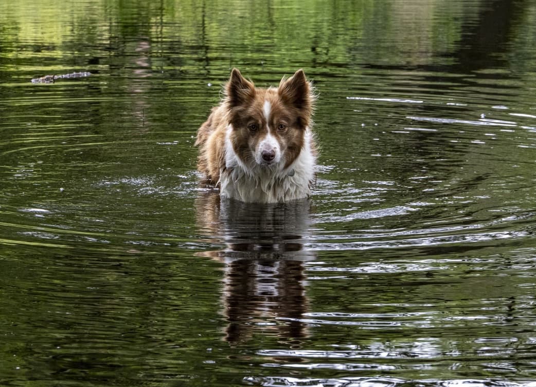 Google, de bruine bordercollie, in het water